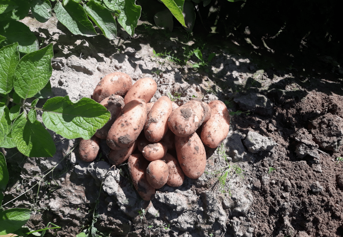 14.07.2020</br>Gardena